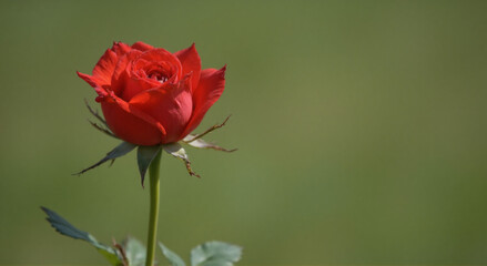 Fototapeta premium single red rose