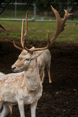 Visita al zoológico