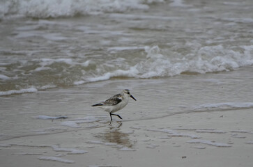 Sanderling Shorebird ( Calidris alba) Walking Along a Sandy Beach with Gentle Ocean Waves in the Background, Coastal Wildlife Photography