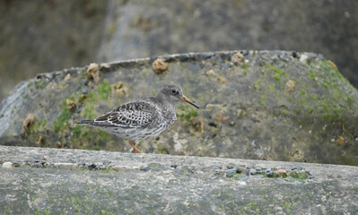 Purple Sandpiper (Calidris maritima) Standing on a Rock at the German North Sea