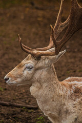 Visita al zoológico