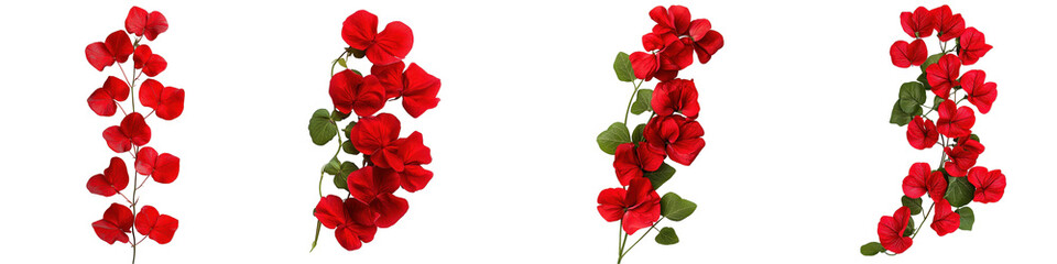 Vibrant Red Begonia Flowers with Green Leaves Against White Background