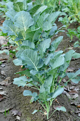 closeup the bunch ripe green cauliflower plant with soil heap growing in the farm soft focus natural green brown background.