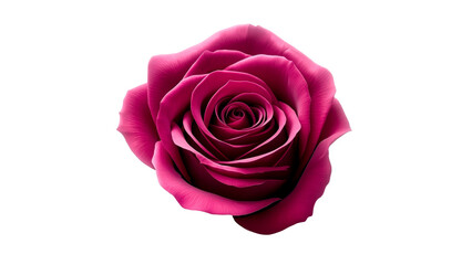 Beautiful dark pink rose with velvety petals illuminated against a white background