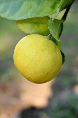 closeup the green yellow juicy lemon fruit hanging with leaves and branch in the farm soft focus natural green brown background.