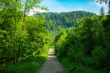 Bieszczady góra góry połoniny las drzewa dolina niebo chmury wiosna lato © Dariusz