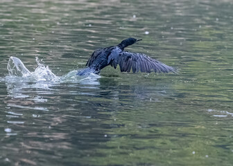 Obraz premium A Cormorant