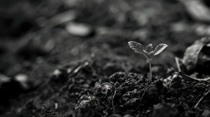 Obraz premium Small plant is growing in the dirt. The image is black and white, giving it a somber and contemplative mood