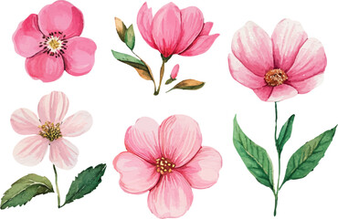 watercolor illustration set of pink flowers