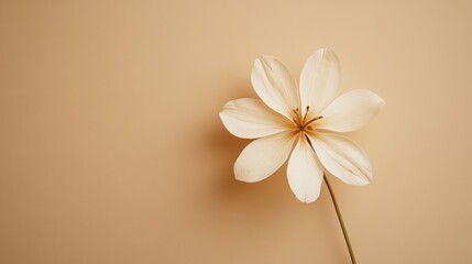 Fototapeta premium Minimalist flower with delicate petals on taupe background