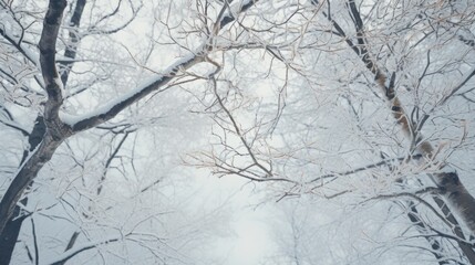 Tranquil winter scene with fallen leaves and snow on branches of trees