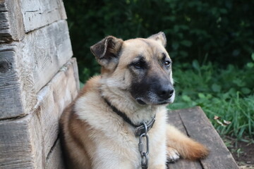 The portrait of a dog. Breed village dog. 