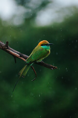 kingfisher on a branch