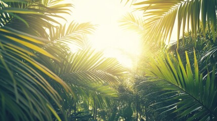 Vintage Sunlight Through Tropical Forest Canopy