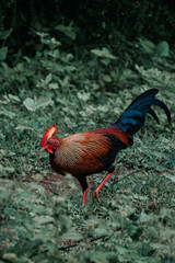 sri lankan jungle fowl