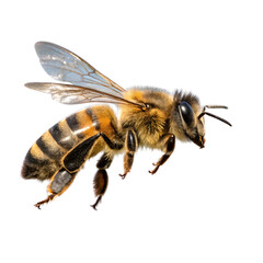 Close-Up of a Honeybee in Flight Isolate On Transparent Background Cutout, PNG file, Cutout file