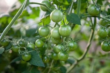 Background texture small cherry tomatoes in greenhouse