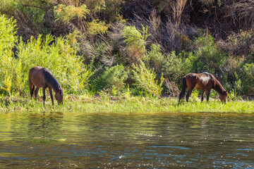Wild Horses on banks of Colorado River