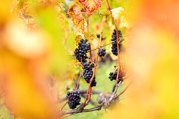 Blue grapes in the background, foreground with leaves in defocus. Assmanshausen, Rheingau in...