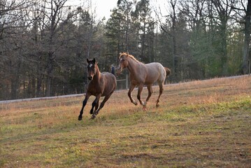 Horses chasing one another