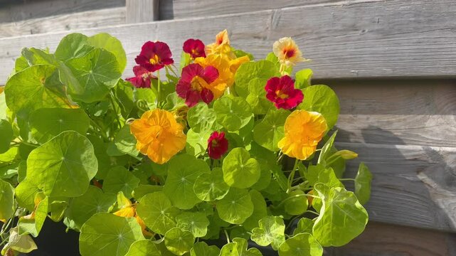 A vibrant cluster of nasturtium flowers in red, orange, and yellow hues, surrounded by lush green leaves on a wooden background