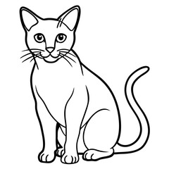 black and white cat