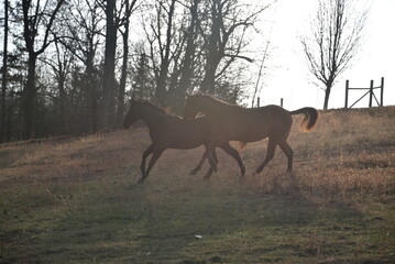 Horses running