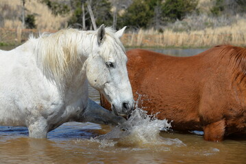 Horse splashing in water