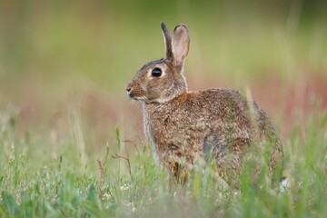 Wild rabbit in a grassy field.