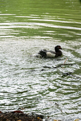 A duck preens itself in a pond, creating ripples in the water.  The green water reflects light, creating a textured surface.