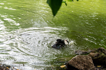 A bird splashing in a pond, enjoying a refreshing swim on a sunny day.