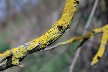The lichen Xanthoria parietina grows on the bark of a tree.