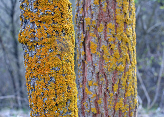 The lichen Xanthoria parietina grows on the bark of a tree.
