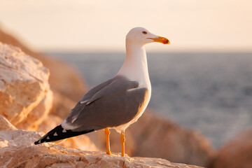 Gaviota patiamarilla Larus michahellis posada en roca del peñon de Ifach de Calpe, España