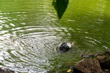 Duck taking a bath in a pond. Ripples spread across the water's surface as it swims.