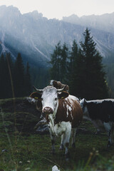 Cows in the nature in the dolomites in South Tyrol, Italy in a foggy, moddy background
