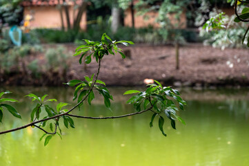 Green leaves overhanging a calm pond, peaceful nature scene. Lush foliage and tranquil water.