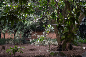 A small bird perched on a branch in a lush garden setting, near a calm body of water.