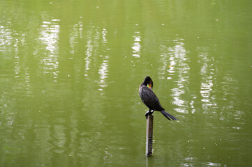 A dark bird perches on a post in a calm green pond, the water reflecting the surrounding trees.