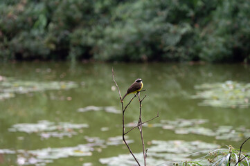Small bird perched on a branch by a tranquil pond, surrounded by lush greenery.