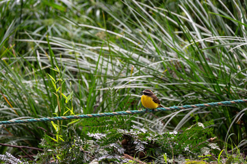 Obraz premium Small yellow bird perched on a rope, surrounded by lush green grass.