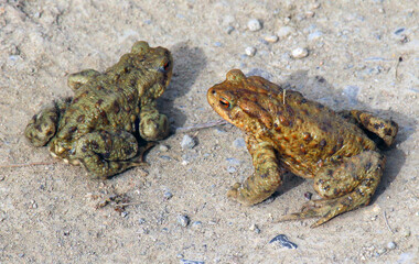Common toad frog (Bufo bufo) in the wild