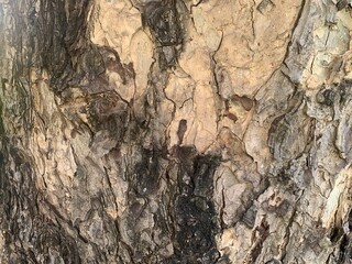 Light-colored tree bark. Large sheets. Natural texture