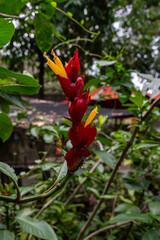 Vibrant red and yellow tropical flower blossoms in lush green foliage.