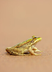 The frog sits on the sand on the shore of the lake. Beautiful wildlife landscape with place for text. The concept of protecting wildlife and ecology.