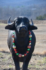 Christmas water buffalo