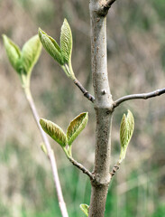 The first spring tree shoots