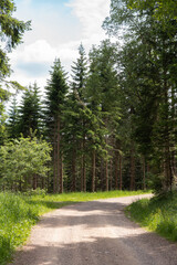 Forstweg/ Weg durch Wald in Südtirol, Italien