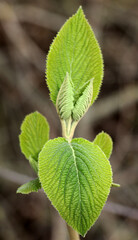 The first spring tree shoots