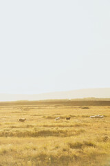Fototapeta premium Midnight sun in iceland at golden fields wih sheeps